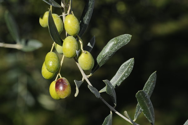 Olivenfrucht olioeolio