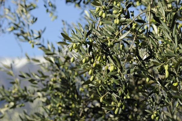 Olivenbaum olioeolio.de
